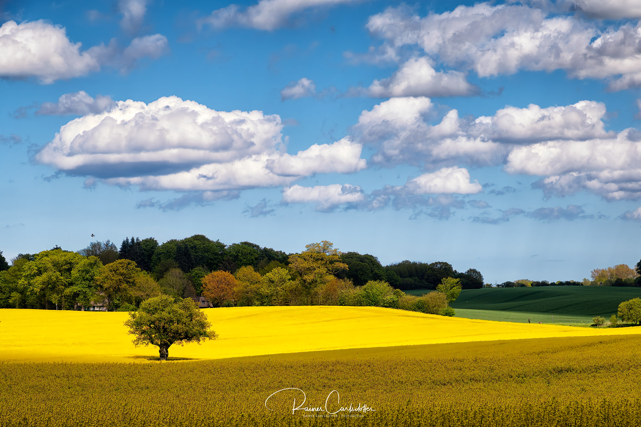 Rapsbluete Probstei 01