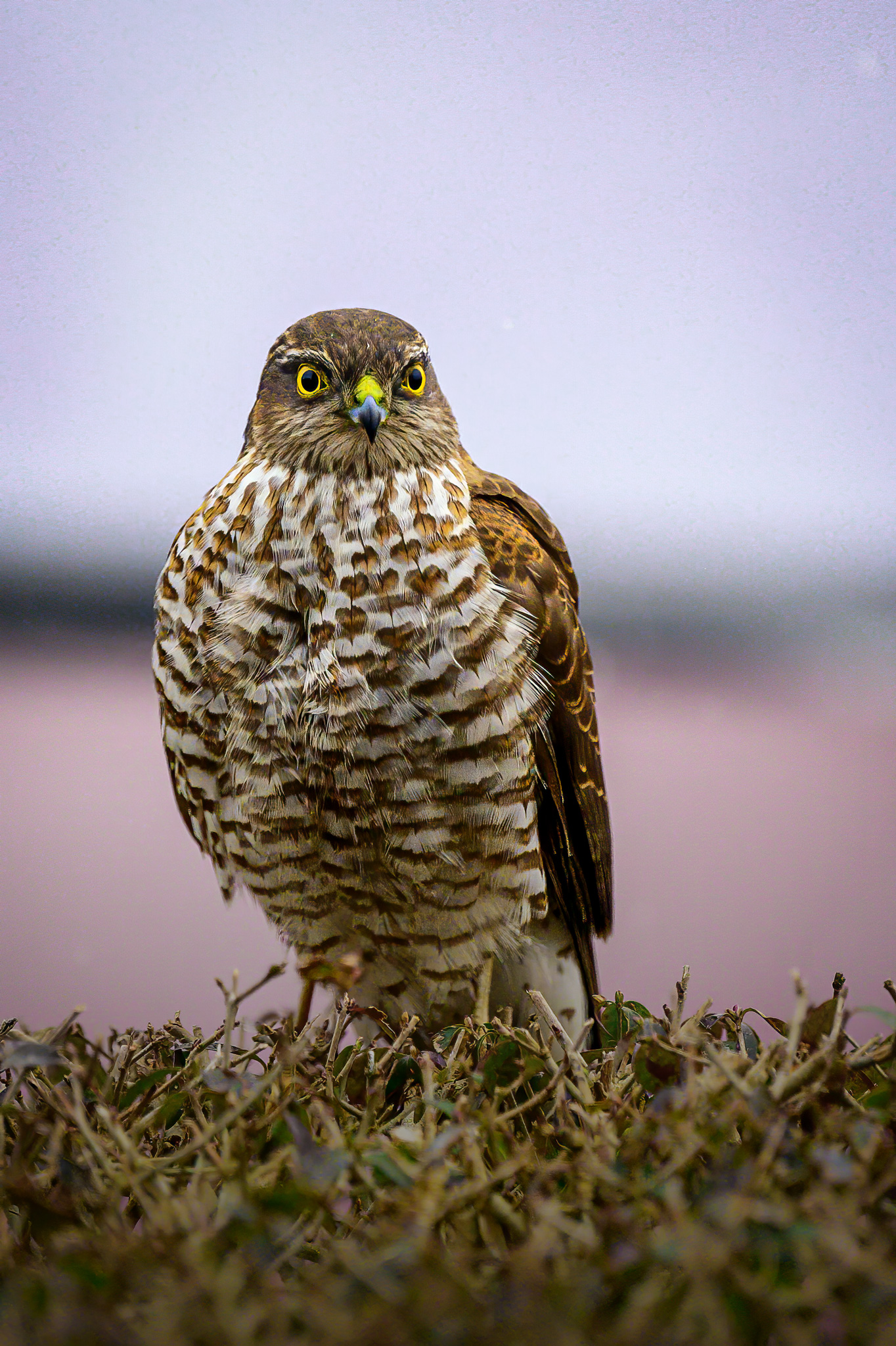 Tierfotografie in der Natur